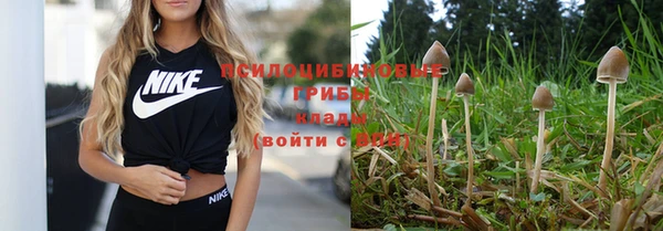 сатива Куйбышев
