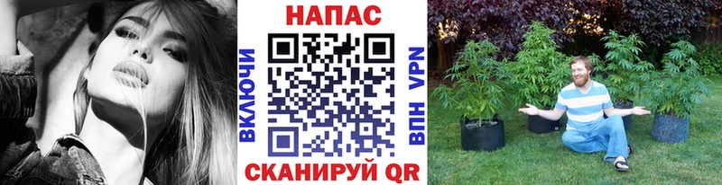 Конопля тримм  Купить закладки  Сусуман 